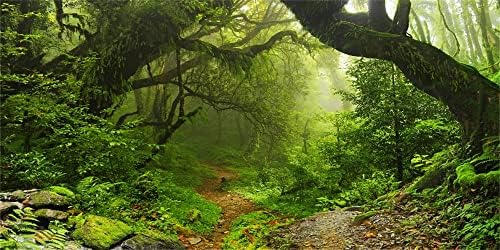 Yeele 20x10ft encantado cenário da floresta grande fotografia de vinil Antecedência da selva da floresta de sujeira