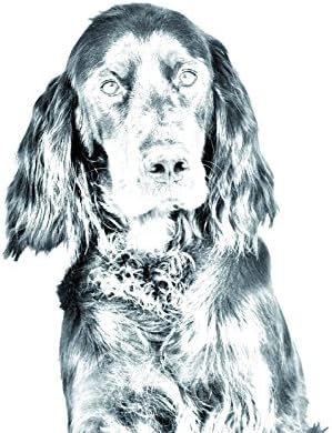 Gordon Setter, lápide oval de azulejo de cerâmica com uma imagem de um cachorro