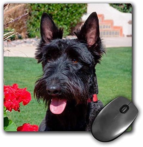 3drose Scottish terrier retrato, sr - mouse pad, 8 por 8