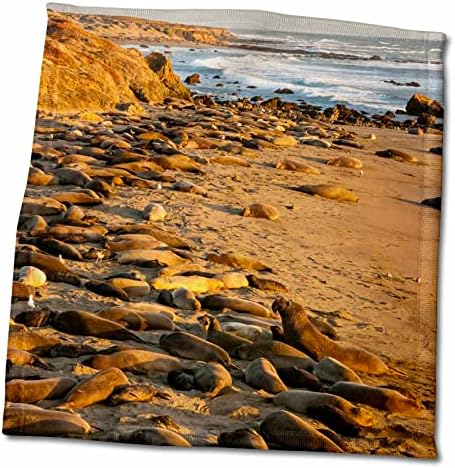 3drose USA, Califórnia, Piedras Blancas. Seals de elefantes se aquecendo na praia. - Toalhas