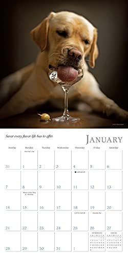 Dogma 2024 Mini Calendário: um guia para a vida de um cachorro, 7 x 7