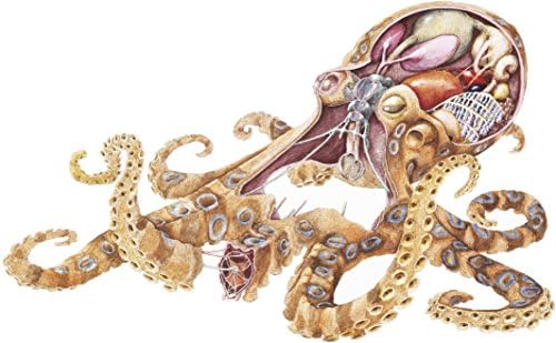 Designs divinos Lula legal Octopus anatomia desenho animado esboço de vinil adesivo de decalque de vinil