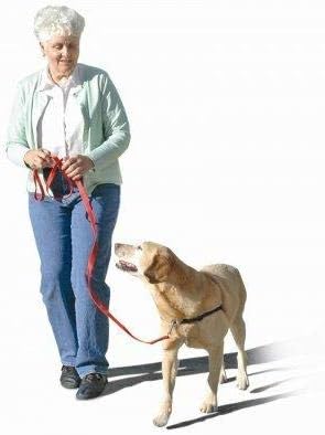 O arnês original de treinamento de cães sem sensação