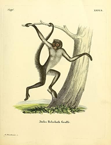 Spider Spider Primate Monkey Vintage Vintage Wildlife Decor de escritório de aula Zoologia Ilustração antiga Poster de