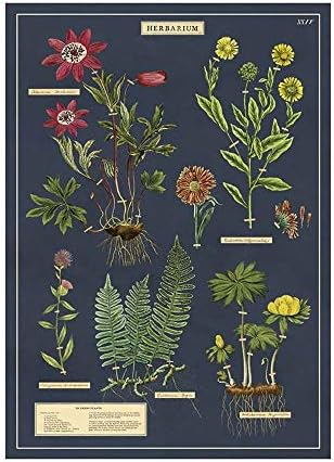 Cavallini & Co. Folha de papel decorativa 20 x28- Herbarium