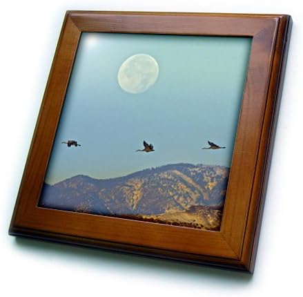 3drose ft_145155_1 EUA Novo México, Birds Sandhill Crane Flying-Us32 BJY0008-JAYNENA GALERIAÇÃO ALTAMENTE, 8 por 8 polegadas