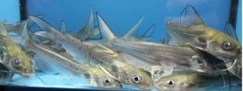 Cadiflex1500 chạnnel cạtfish peixe vivo 1 - 3