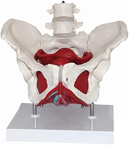 Modelo de órgão yuesfz Modelo de esqueleto de pelve fêmea - modelo anatômico - modelo de pelve de tamanho de vida feminina