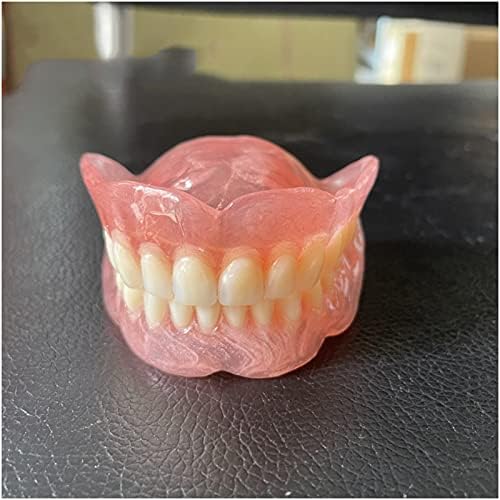 Modelo de dentes dentários KH66ZKY - Modelo de dentes padrão - Para suprimentos de estudo odontológico escovando a prática de gomas adultas Typodont Demonstration Standard dentes Educação, a