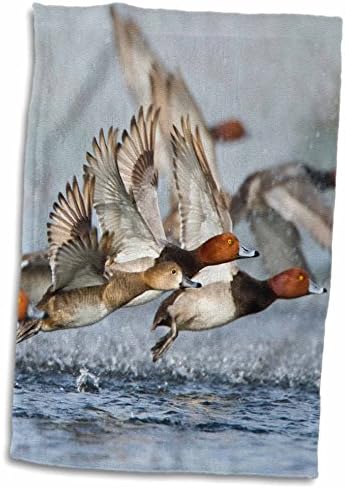 3d Rose Redhead Duck Flock voando de Pond de água doce Texas EUA. TWL_191387_1 Toalha, 15 x 22