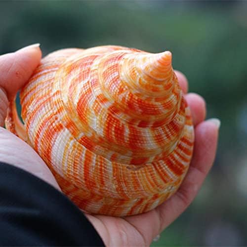 Wkqifeil shell natural concha vermelha wengrongluo aquário aquário paisagem é rara