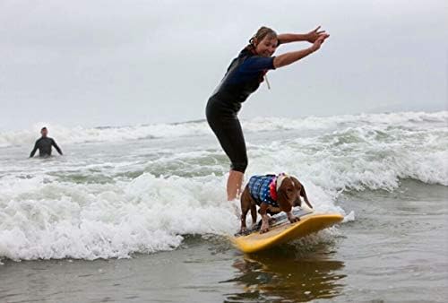 Dog Jacket Jacket Dog Vida Vital Vital Vital Vida para nadar na salva -vidas para cães coletes salva -vidas para cães colete salva
