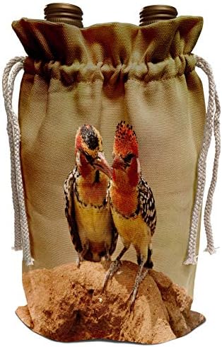 3drose Danita Delimont - Birds - Quênia, Samburu, Bird Red -amarelo -amarelo - AF21 JMC0281 - Joe e Mary Ann McDonald - Bolsa de vinho