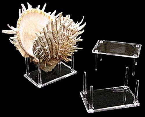 4 PRONCLATE DISPLAY TABLE STAND 2 x 3 Para conchas de conchas de mar de conchas claras