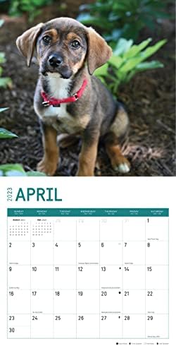 2023 Puppies de resgate calendário de parede mensal por dia brilhante, calendários por uma causa, 12 x 12 polegadas