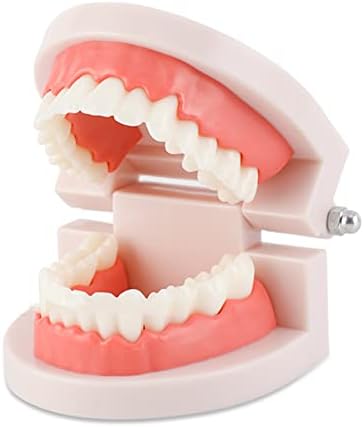Modelo de ensino odontológico KH66ZKY - Modelo de dentes dentários - Demonstração Modelo de dente Ensino Estudo Explique para o ensino do estudo