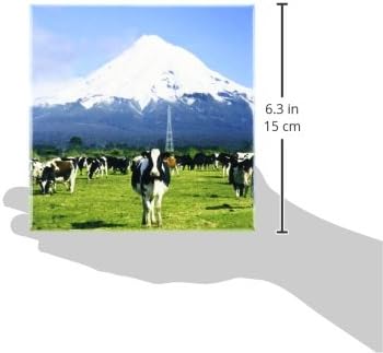 Vacas de laticínios 3drose, animais de fazenda, Taranaki, Nova Zelândia -Au02 DWA4997 - David Wall - Tile de cerâmica, 4 polegadas