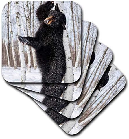 3drose EUA, Minnesota, arenito, urso preto arranhando uma coceira, conjunto de 4 montanhas-russas, conjunto de 4 soft, claro