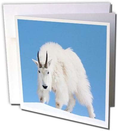 3drose Washington State, Alpine Lakes Wilderness, Mountain Goat, Male - Cartão de felicitações, 6 x 6, solteiro