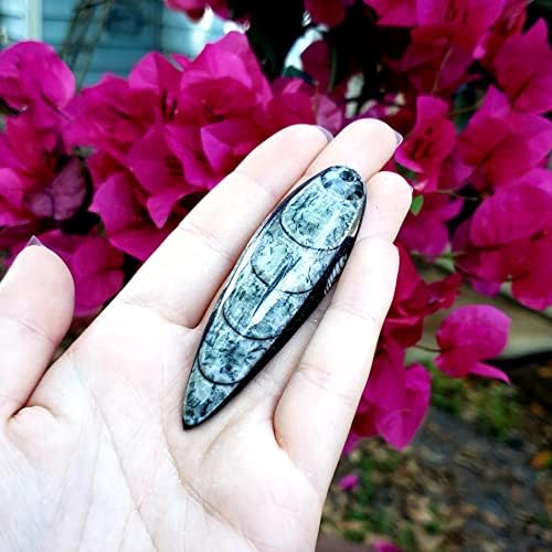 Presentes sublimes Orthoceras Fossil Stone Speyen Natural Reiki Healing Chakra Crystal Gemstone Pingente - #2