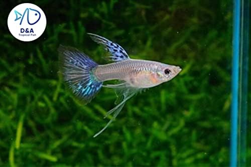 D&A Tropical Live Fish - Blue Grass Ribbons Guppy Live Fish for Aquariums, Fish Live Freshwater)