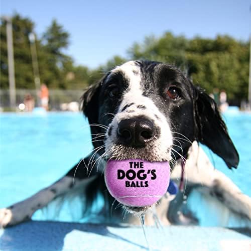 As bolas do cachorro, bolas de tênis de cachorro, brinquedo de cachorro lilás de 12 pacote, cão forte e bola para treinamento, brincadeira, exercício e busca