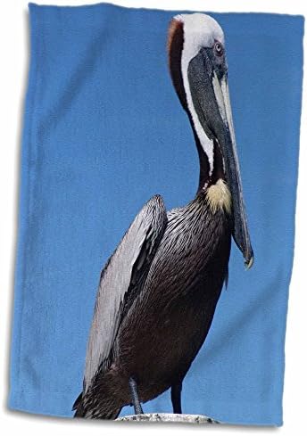 3drose florene birds - pelican stare - toalhas