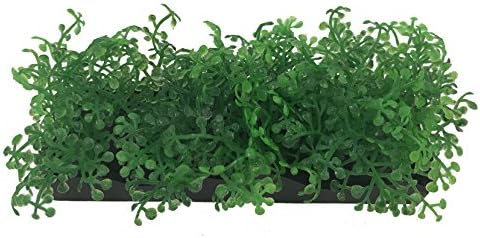 Pen-Plax Aqua Sceling Small Green Bunch Plant-5 Peds PDQ