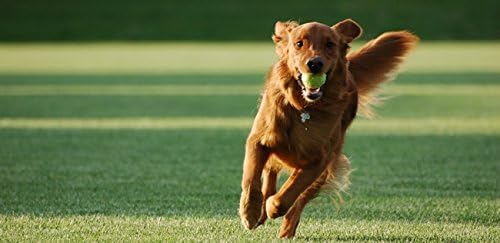 Best Pet Supplies LLC Trato urinário para cães - Suporte avançado do trato urinário - para cães - mastigável - Fórmula de cachorro poderosa - Dogs Urinary Tract Health - 270 Chews