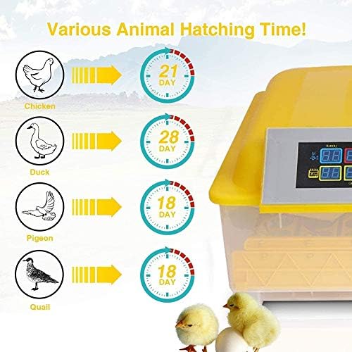 Zapion 48 Incubadora digital de ovo Automático Turntry Poultry Temperation Control Fácil de observar para chocar galinhas de patos Aves de patos