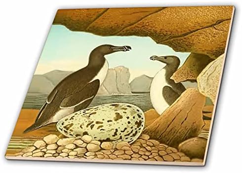 3drosrose vintage Bird Ilustração Razorbill Birds com ovo Antique Art Print - Tiles