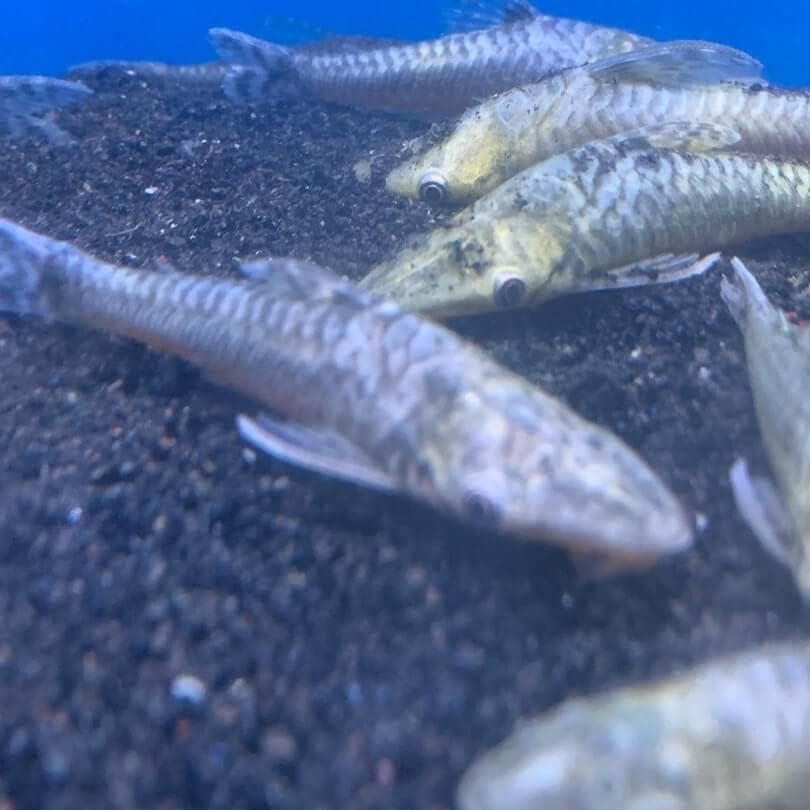 Cadiflex1500 jumbo otocinclus cạtfish 3-4 de peixe vivo de comprimento