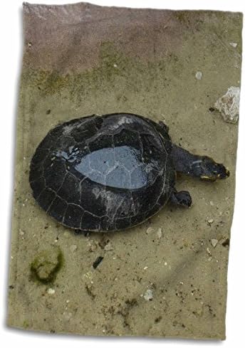 3drose susans zoológico tripulação - tartaruga em água - toalhas