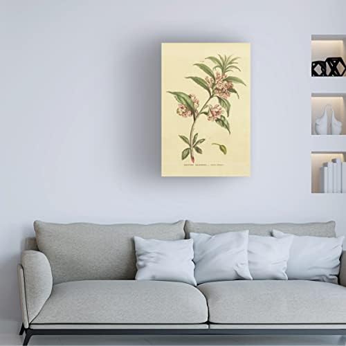 Marca registrada Bine Art 'Herbal Botanical XXVI' Arte de tela por portfólio de maçã selvagem