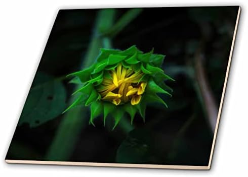 3drose Mike Swindle Photography - Flores - Bloom de girassol - azulejos