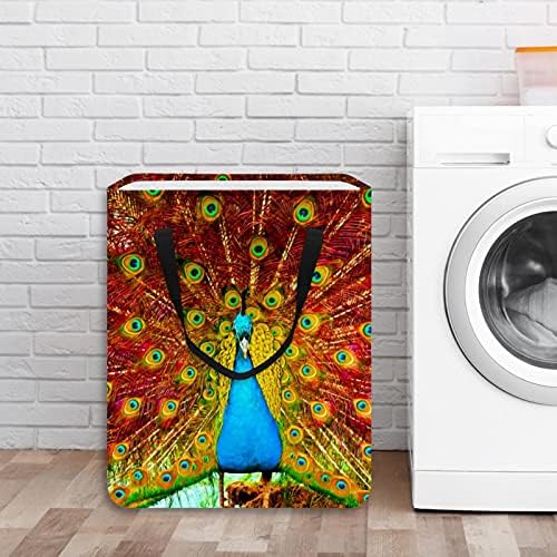 Belo pavão exibindo cesto de lavander