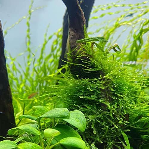 PLANTEREST - Java Moss Vesicularia Dubyana Mats nos cultivam plantas de aquário vivo decorações tropicais de água doce