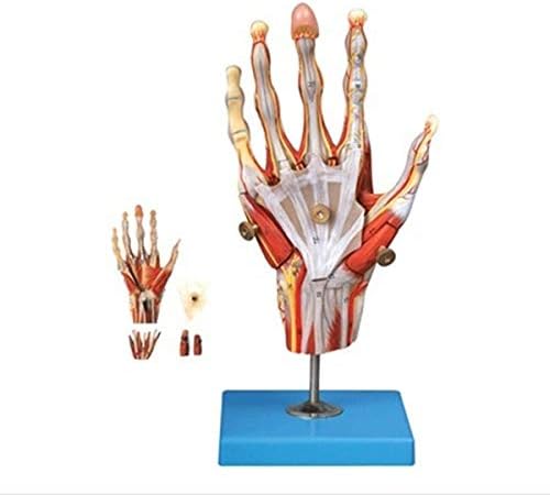 Modelo Anatômico de Palmina Fhuili - Modelo Educacional Músculo Mão e Modelo dos Vasos Sanguíneos - Vaso -Vantagens Anexadas para