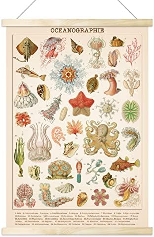 Vintage Ocean Poster Ocean Life Jellyfish Marine Biology Science Arte da parede Imprime estilo rústico de parede de parede oceânica