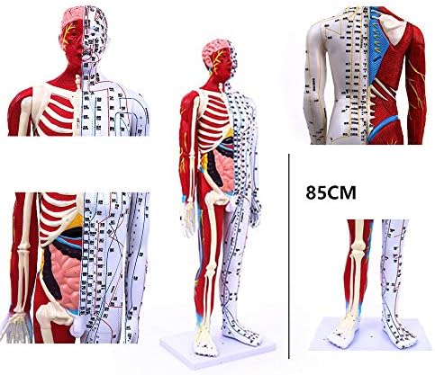 FHUILI Modelo de acupuntura de 85cm - Modelo Anatômico do Esqueleto do Muscular Humano - modelo de acupuntura masculina com pontos de