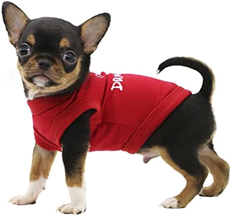 Lophipets Dog, eu sou fofo, mas perigoso, camisetas impressas para cães de chá pequeno chihuahua yorkie puppy roupas de gato tee-vermelho/xxs