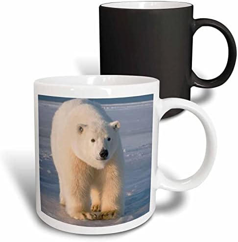 3drose Alaska, Barter Island, Kaktovik, Polar Bear-Us02 Ska4794-Steve Kazlowski Caneca de dois tons, 11 oz, preto/branco
