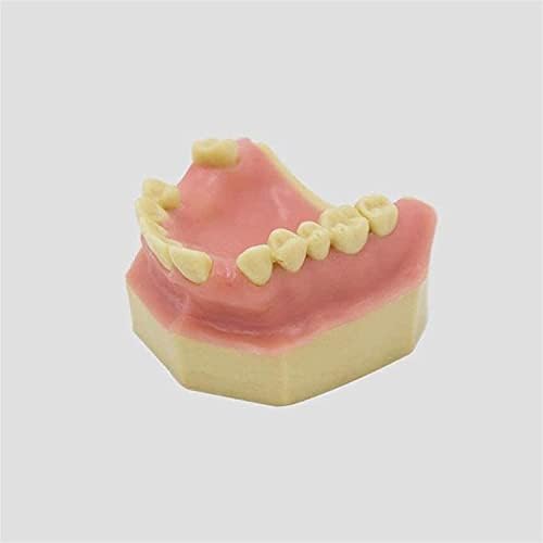 Modelo de dentes dentários, demonstração dentária de dentes de dentes premium suprimentos de boca de dente padrão adulto premium