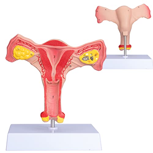 Modelo de ovário feminino de Annwan - tamanho do útero humano e modelo de órgão reprodutivo feminino para estudo e comunicação