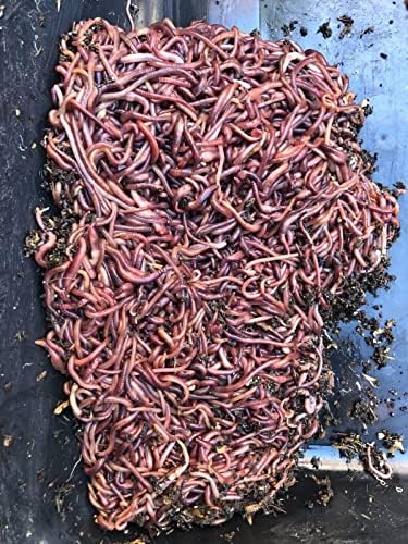 100 wigglers vermelhos vivos vermes de compostagem, caixas de compostagem