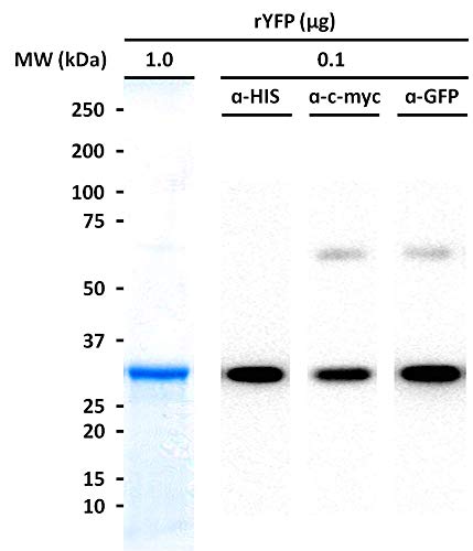 Proteína fluorescente amarela, aprimorada 1,0 mg | Reagente do laboratório de biologia molecular | Proteína recombinante