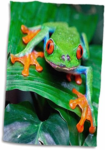 3d Rose Red Eyed Tree Frog-Agalychnis Callidryas-Costa Rica Hand Toalha, 15 x 22