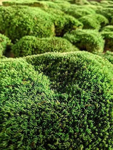 Taleasy Moss preservado - verde natural leucobryum glaucum musgo - sem cheiro e sem perda de cor - Decoração DIY da floresta a granel para plantas em vasos, terrário, jardins de fadas, arte da parede