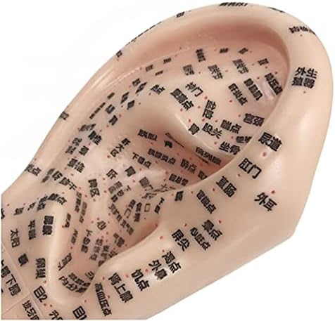 FHUILI Modelo de acupuntura de ouvido de 17 cm - Modelo de acupuntura de orelha tradicional de massagem médica chinesa - modelo de aplicação auricular - para ferramenta de estudo dos meridianos de medicina chinesa