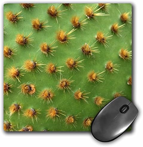 3drose LLC 8 x 8 x 0,25 polegadas Pad mouse, cacto verde, fotografia de close-up macro, texas espinhoso, espinhos de plantas suculentos